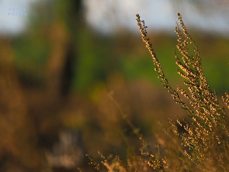 Bikkelse Heide